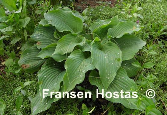 Hosta Bonanza