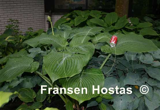 Hosta Boondocks