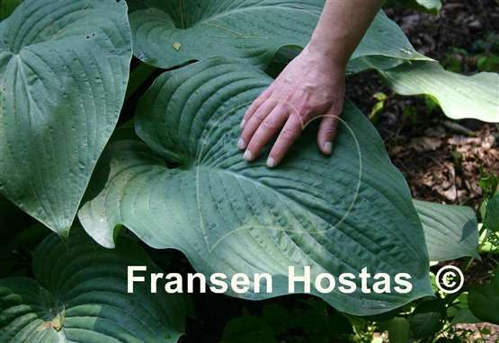 Hosta Boondocks