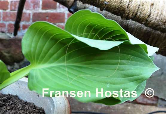 Hosta Boondocks