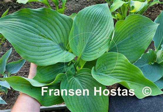 Hosta Boondocks