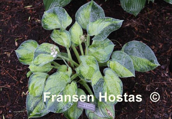 Hosta Boots and Saddles