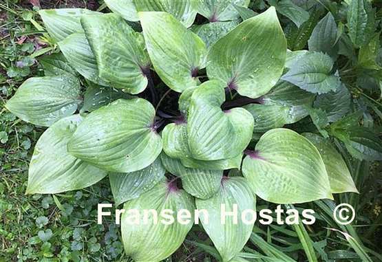 Hosta Bordeaux