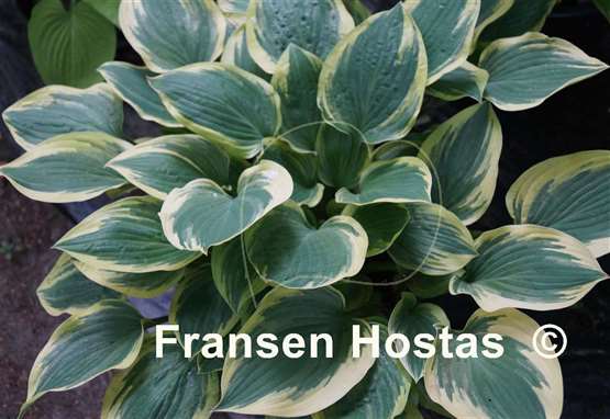 Hosta Border Bandit