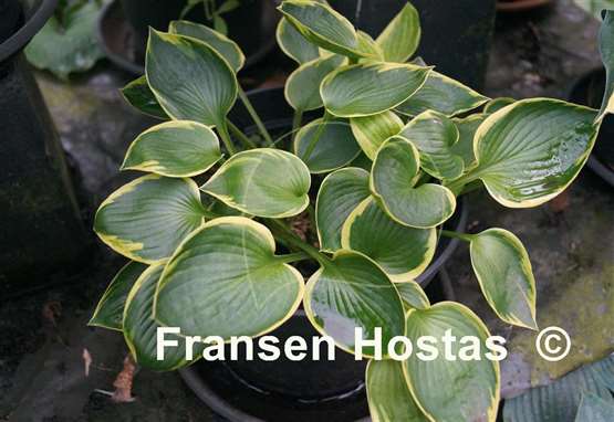 Hosta Border Favourite