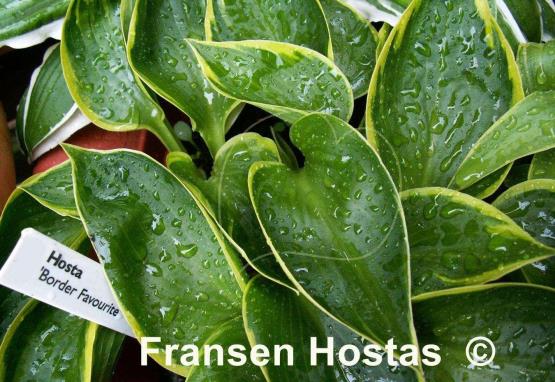 Hosta Border Favourite