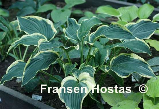 Hosta Border Street