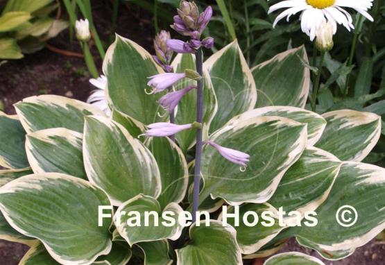 Hosta Border Bandit