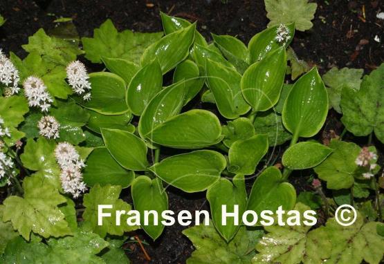Hosta Border Favourite