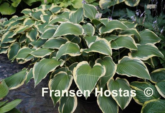 Hosta Border Street