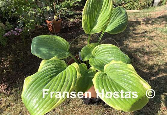 Hosta Bottom Line