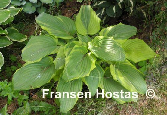 Hosta Bottom Line