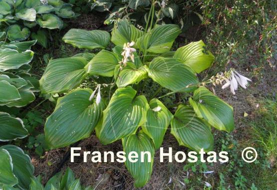 Hosta Bottom Line