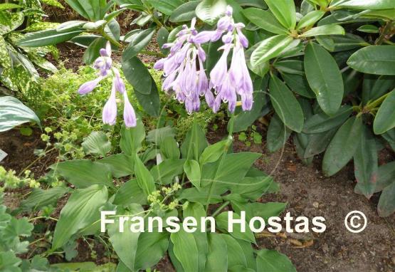 Hosta Bountiful