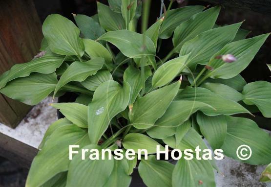 Hosta Bountiful