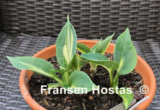 Hosta Bounty