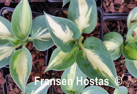 Hosta Bounty