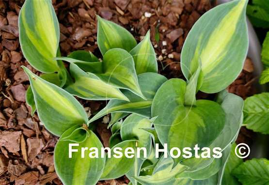 Hosta Bounty