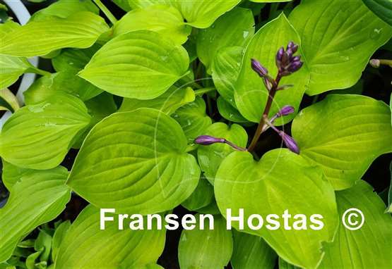 Hosta Boyz Toy