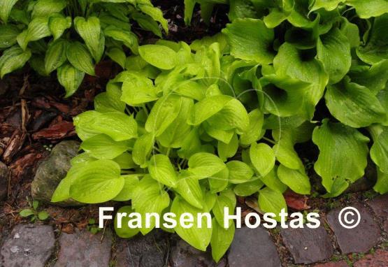 Hosta Boyz Toy