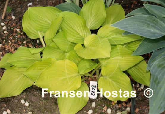 Hosta Boyz Toy