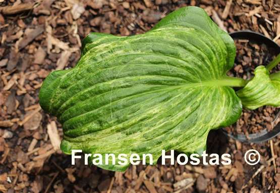 Hosta Brain Damage