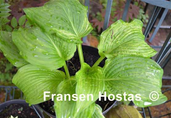 Hosta Brain Damage