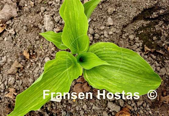 Hosta Brain Damage