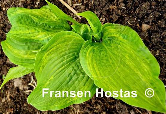 Hosta Brain Damage