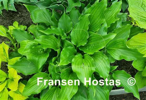 Hosta Branching Out