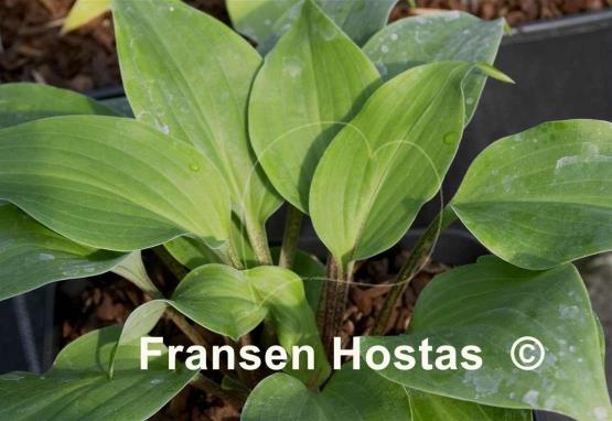 Hosta Brandywine