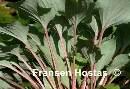 Hosta Brandywine