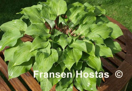 Hosta Brandywine