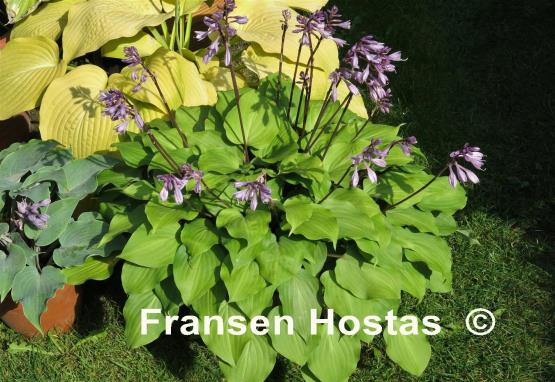 Hosta Brandywine
