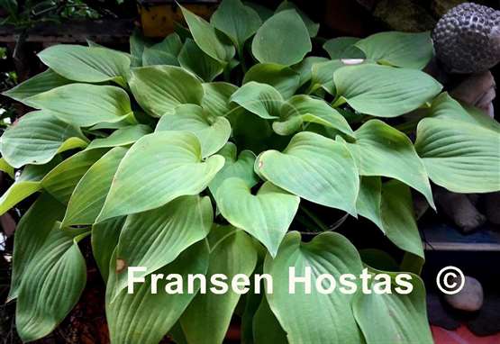 Hosta Brash and Sassy