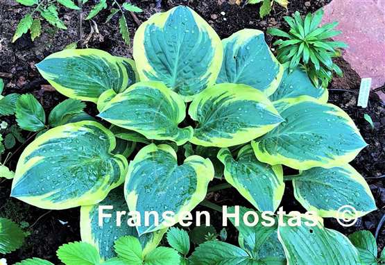 Hosta Brass Ring