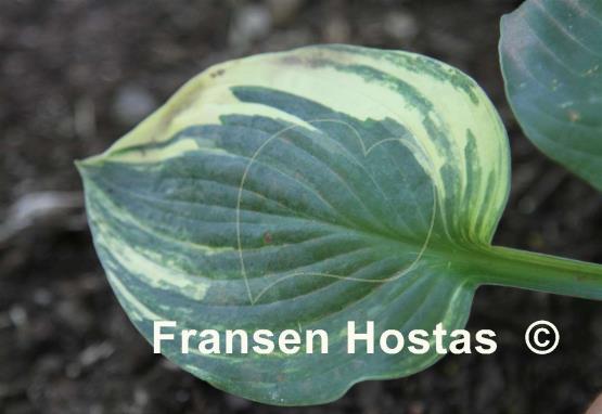 Hosta Brass Ring Streaked
