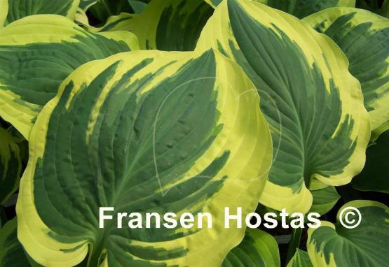 Hosta Brass Ring