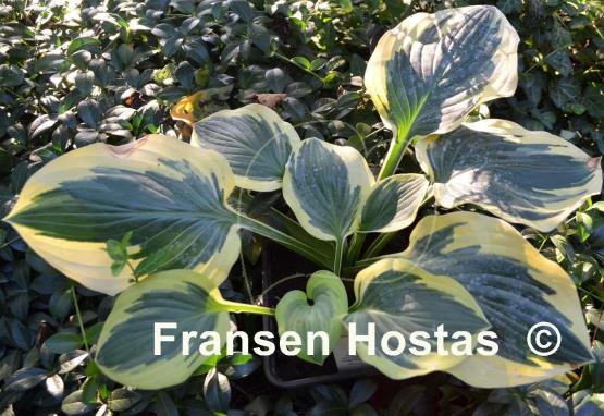 Hosta Brass Ring