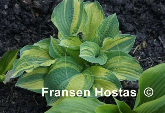 Hosta Brave Attempt