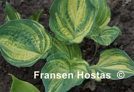 Hosta Brave Attempt