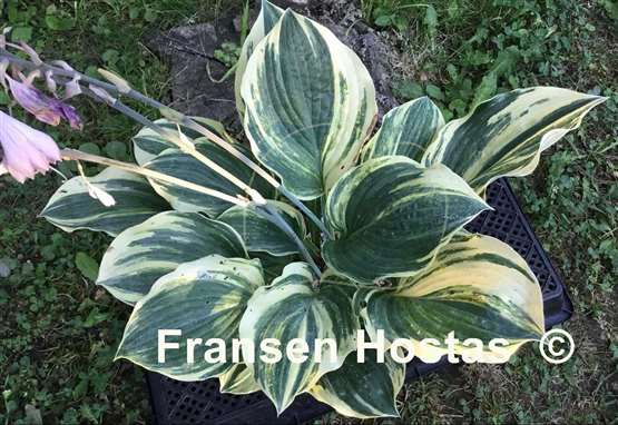 Hosta Brave Attempt