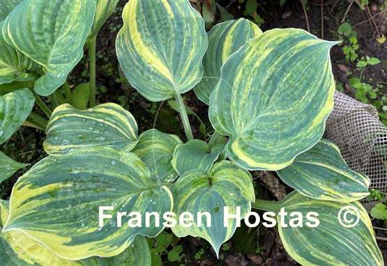 Hosta Brave Attempt
