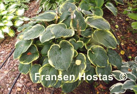 Hosta Brave Amherst