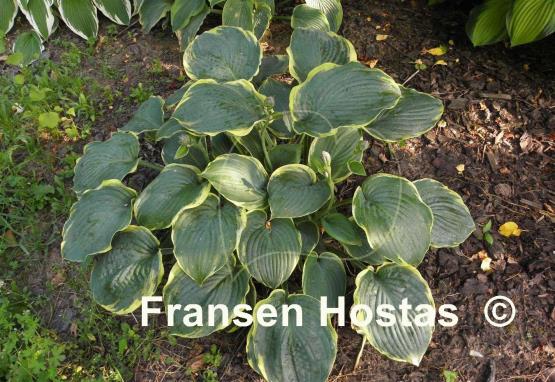 Hosta Brave Amherst