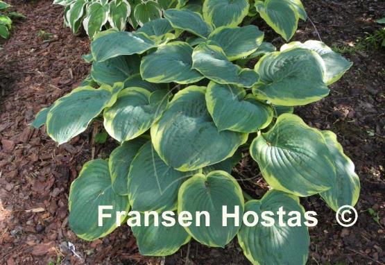Hosta Brave Amherst