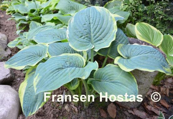 Hosta Brave Amherst