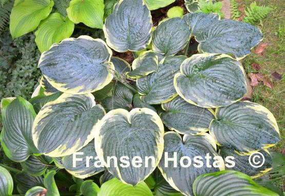 Hosta Brave Amherst