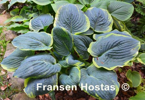 Hosta Brave Amherst