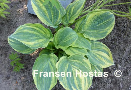 Hosta Brave Attempt